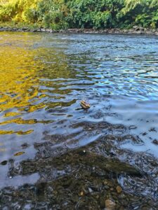 0eab093a-c6a7-4034-8f83-0b7947f23aba