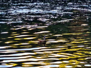 e56b9a90-5651-4c7d-8302-bc38ae1d5dec